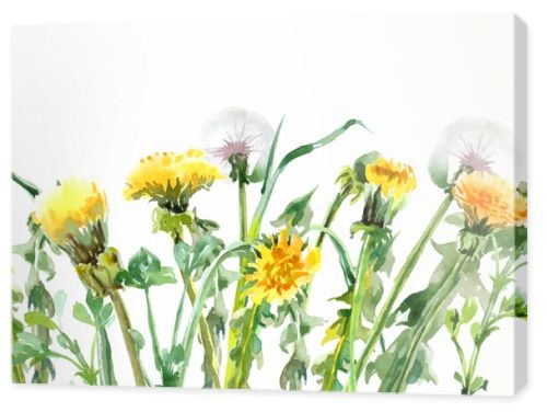 Watercolor Dandelions. Yellow flowers.