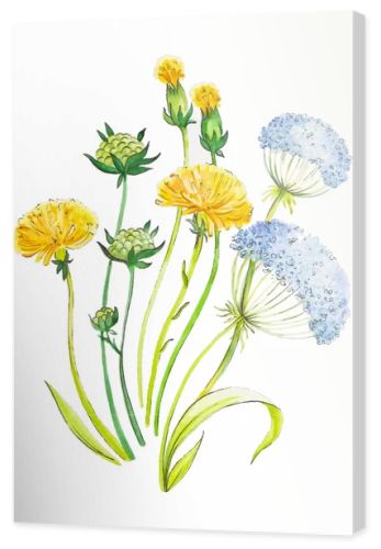 Dandelion and herbs watercolor illustration hand painted in vintage manner