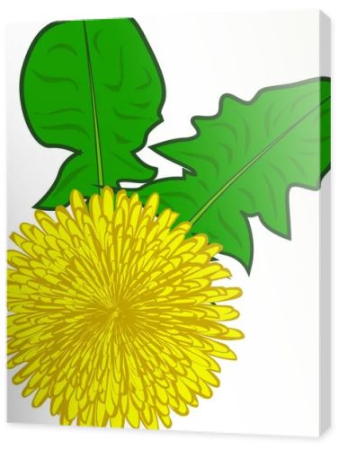 Dandelions flower vector illustration on a white background