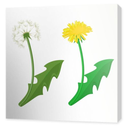 Dandelion raster icon