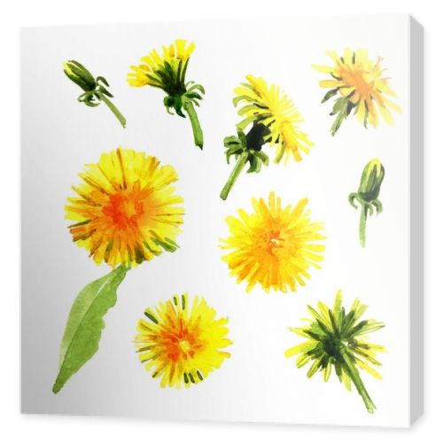 Set of watercolor dandelions.