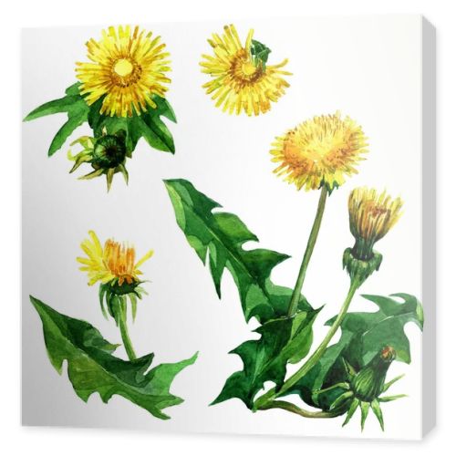 The set of colors of yellow dandelions with watercolors.