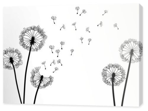 Dandelion time background. The wind inflates a dandelion. Black silhouette with flying dandelion buds on a white. Hand drawn flying blow dandelion buds