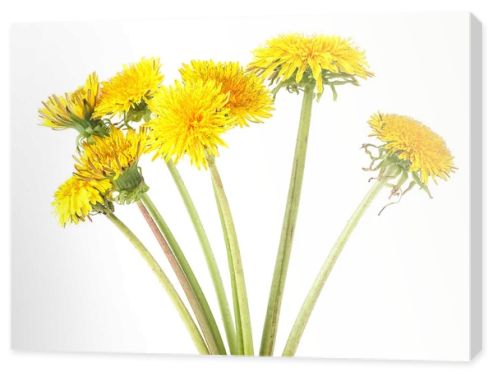 Yellow dandelion flowers isolated on a white background. Dandelion bouquet.