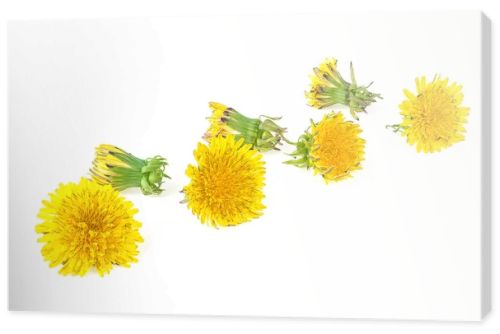 Dandelion flowers isolated on a white background. Dandelion flower head. Taraxacum officinale.