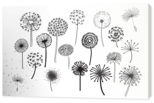 Dandelion Fluffy Seeds Flowers .  Decorative Elements for design, dandelions flowers blooming. Hand Drawn Doodle Style Black And White Drawing Vector Icons Set. pencil sketched dandelions.