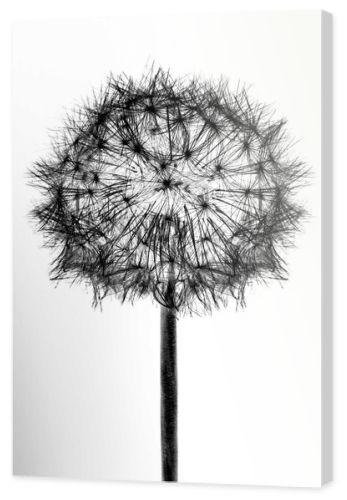 White bloom head Dandelion flower isolated on black background.