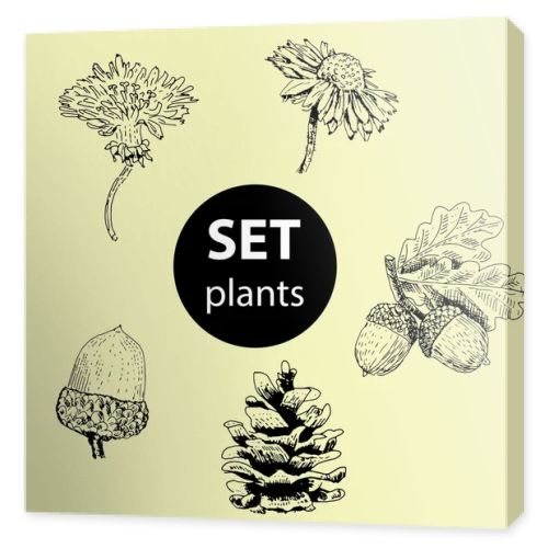Set of plants for decoration. Freehand drawing of different plants. Cones, acorns with oak leaves, dandelions, flowers. 