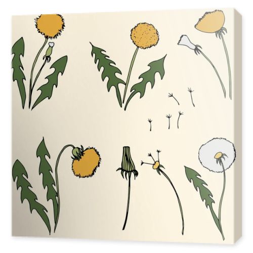 Dandelion vector illustration on yellow