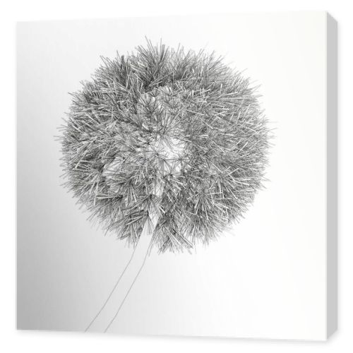 Dandelion contour isolated on white background. Vector illustration