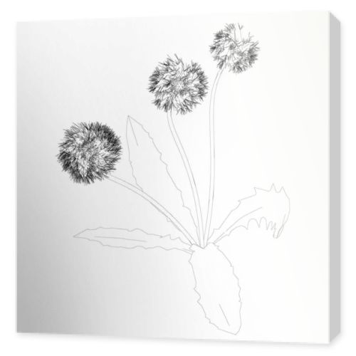 Dandelion contour isolated on white background. Vector illustration