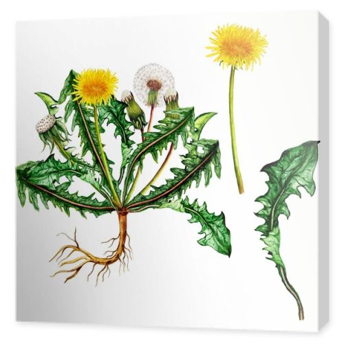 Isolated botanical illustration of  watercolor dandelion