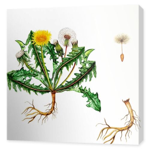 Isolated botanical illustration of  watercolor dandelion