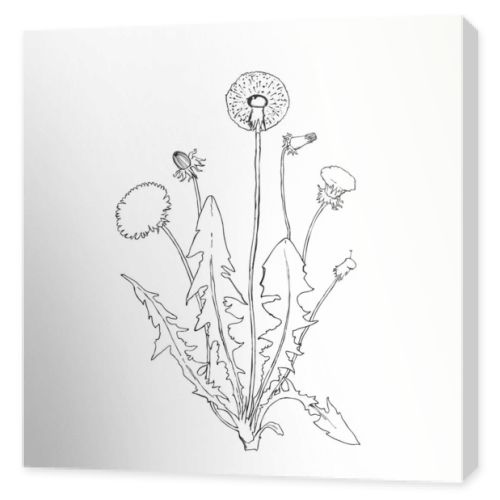 Dandelion botanical isolated illustration