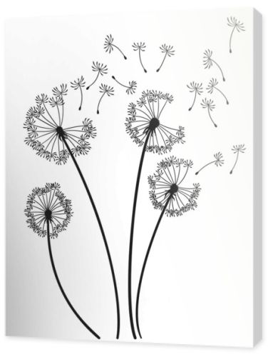 Dandelion wind blow background. Black silhouette with flying dandelion buds on white. Abstract flying seeds. Decorative graphics for printing. Floral scene design.