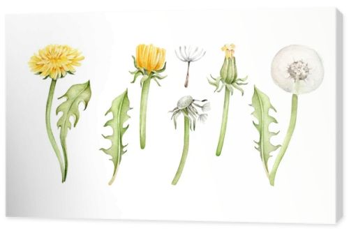 Watercolor dandelion isolated on white background
