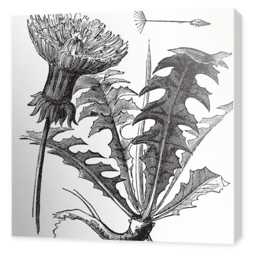 Taraxacum or Dandelion, vintage engraving.