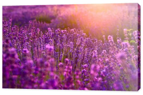 Lavender field in Tihany, Hungary
