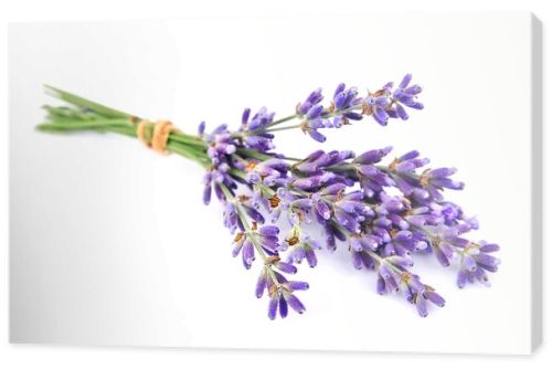 Fragrant lavenders