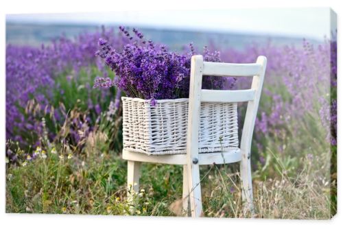 lavender