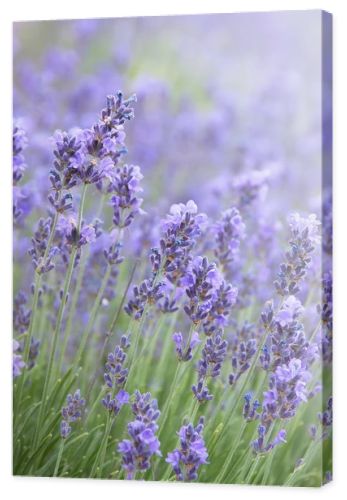 Lavender field