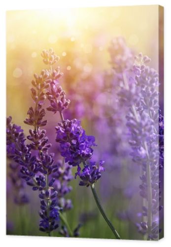 Lavender flowers