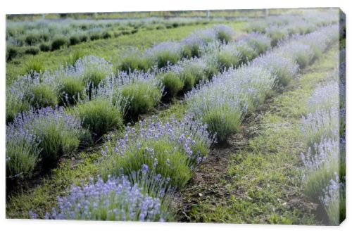 rows of purple lavender blooming on farmland