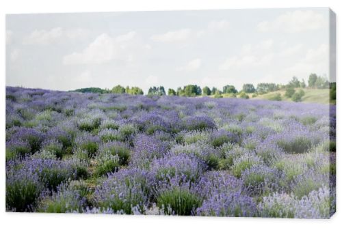 meadow with flowering lavender under cloudy sky