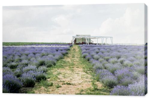 field with blooming purple lavender in plant nursery