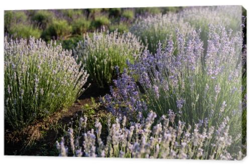 summer field with blooming lavender flowers
