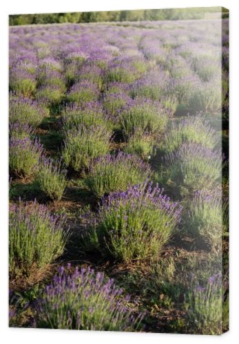 meadow with booming lavender on summer day