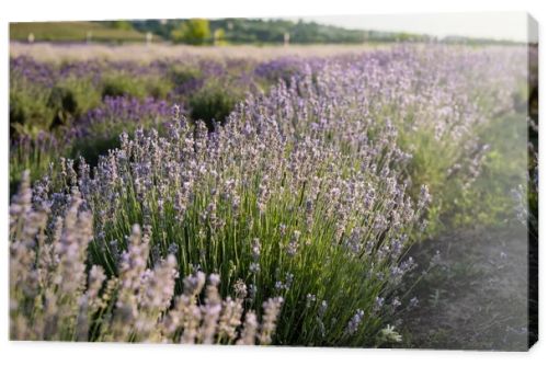 close up view of lavender flowers blossoming in meadow