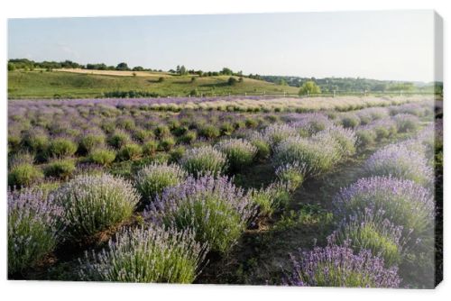 rows of blooming lavender bushes in summer field