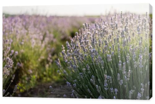 close up view of purple lavender blooming in meadow