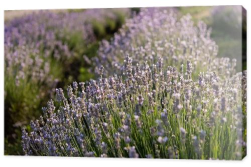 close up view of rows with flowering lavender in field