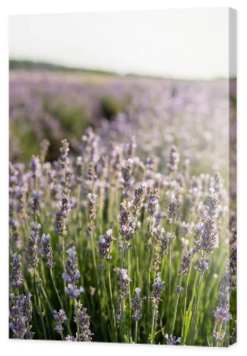 close up view of lavender flowers blooming in summer meadow