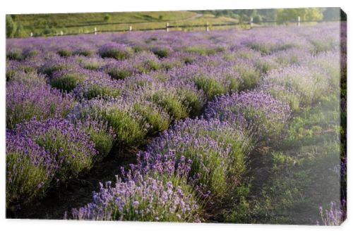 rows of flowering lavender bushes in meadow