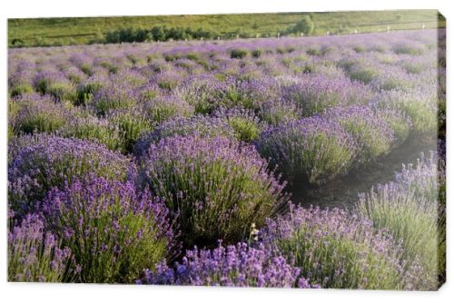 rows of lavender flowering in plant nursery