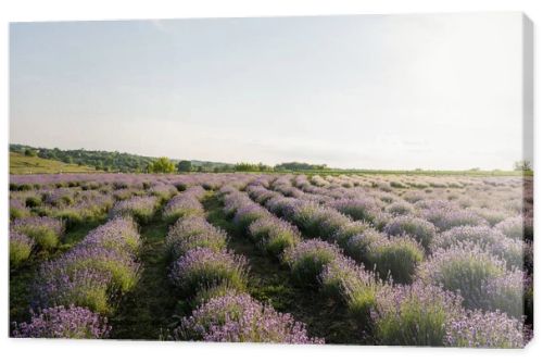 blooming lavender flowers on field in farmland