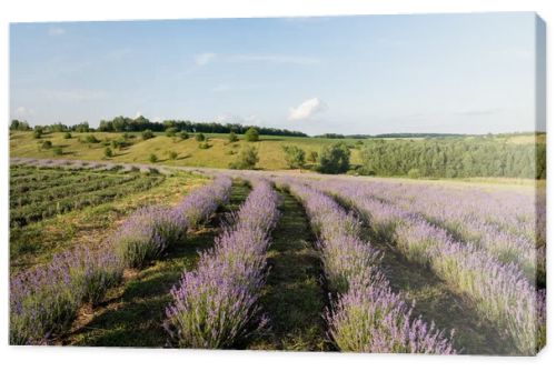 lavender bushes blooming in meadow in summer