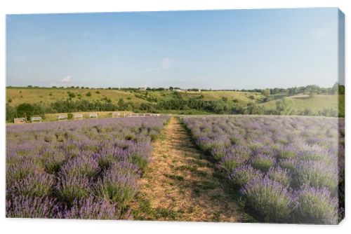 rows of flowering lavender bushes in field under blue sky