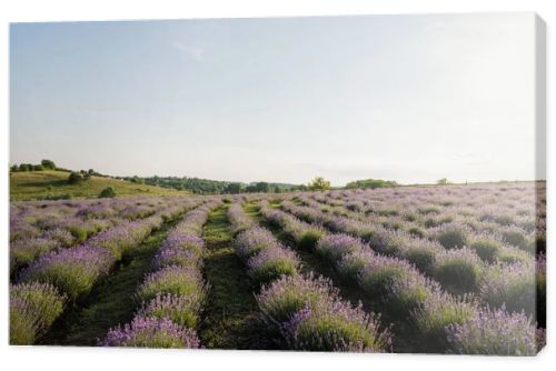 field with flowering lavender in countryside