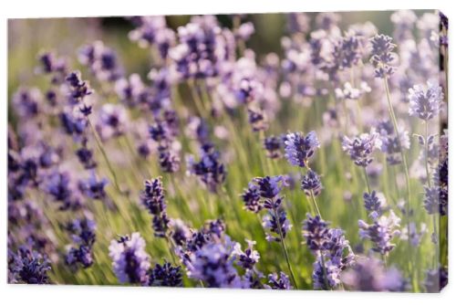 close up view of lavender plants flowering in field