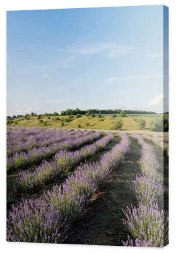 blooming lavender bushes under blue sky in farmland