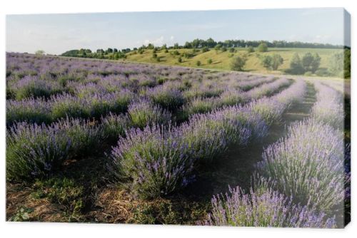 purple lavender flowers blooming on summer day