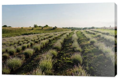 rows of lavender bushes on farmland