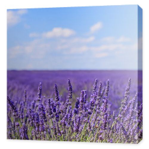 Lavender flower blooming fields horizon. Valensole Provence, Fra