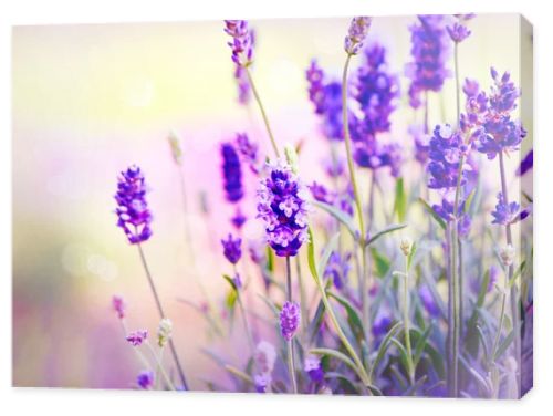 Lavender Field