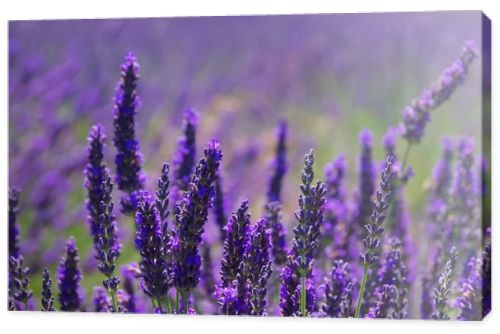 lavender field
