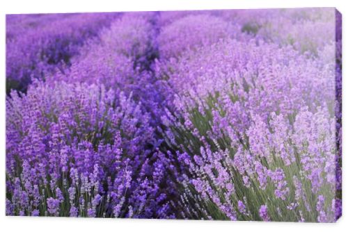 Flowers in the lavender fields.